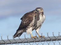 red tailed hawk02.jpg