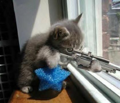 sniperkitten.jpg